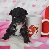 Molly , a female Poodle - Toy  for sale in Nappanee, IN – Photo 4 of 8