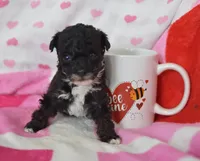 Molly , a female Poodle - Toy  for sale in Nappanee, IN – Photo 2 of 2