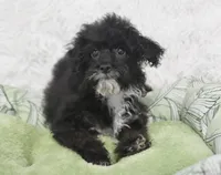 Molly , a female Poodle - Toy  for sale in Nappanee, IN – 3 of 5