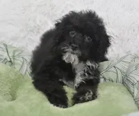 Molly , a female Poodle - Toy  for sale in Nappanee, IN – 5 of 5