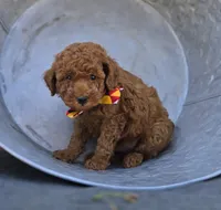 Jimmer, a male Poodle - Toy  for sale in Interlaken, NY – 4 of 6