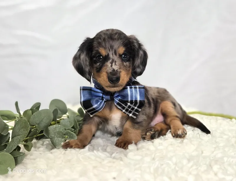 King – Miniature Dachshund puppy for sale in Interlaken, NY