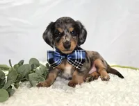 King, a male Miniature Dachshund for sale in Interlaken, NY – 1 of 4