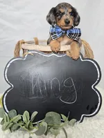 King, a male Miniature Dachshund for sale in Interlaken, NY – 4 of 4