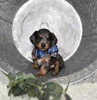 King, a male Miniature Dachshund for sale in Interlaken, NY – 3 of 4
