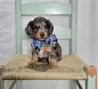 King, a male Miniature Dachshund for sale in Interlaken, NY – 2 of 4