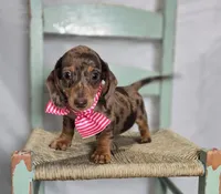 Ann, a female Miniature Dachshund for sale in Interlaken, NY – Photo 1 of 7