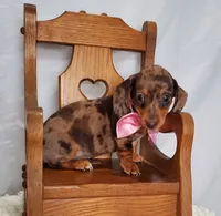 Ann, a female Miniature Dachshund for sale in Interlaken, NY – Photo 3 of 7