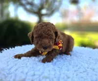 Jimmer, a male Poodle - Toy  for sale in Interlaken, NY – 5 of 6