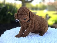 Joey, a male Poodle - Toy  for sale in Interlaken, NY – 4 of 7