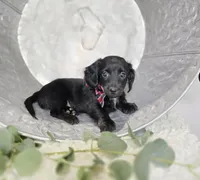 Tinker, a male Miniature Dachshund for sale in Interlaken, NY – Photo 4 of 4