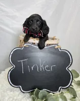 Tinker, a male Miniature Dachshund for sale in Interlaken, NY – Photo 3 of 4
