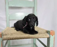 Tinker, a male Miniature Dachshund for sale in Interlaken, NY – Photo 2 of 4