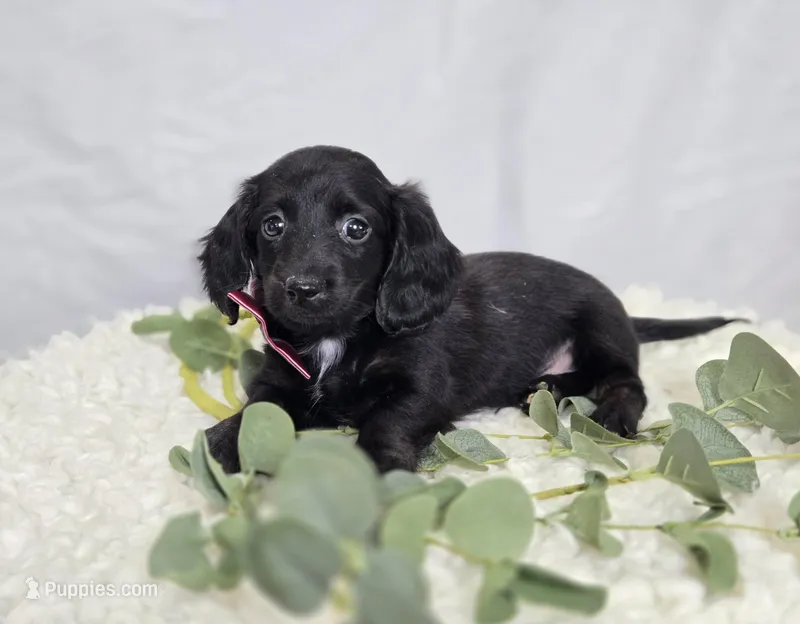 Tinker – Miniature Dachshund puppy for sale in Interlaken, NY