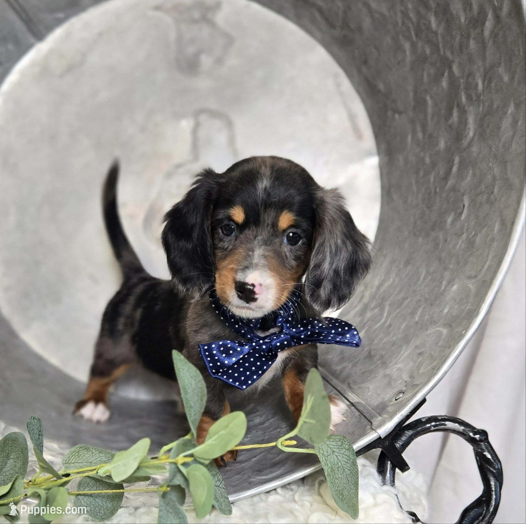 Flicker – Miniature Dachshund puppy for sale in Interlaken, NY