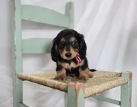 Albert, a male Miniature Dachshund for sale in Interlaken, NY – Photo 4 of 5