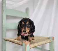 Albert, a male Miniature Dachshund for sale in Interlaken, NY – Photo 2 of 5