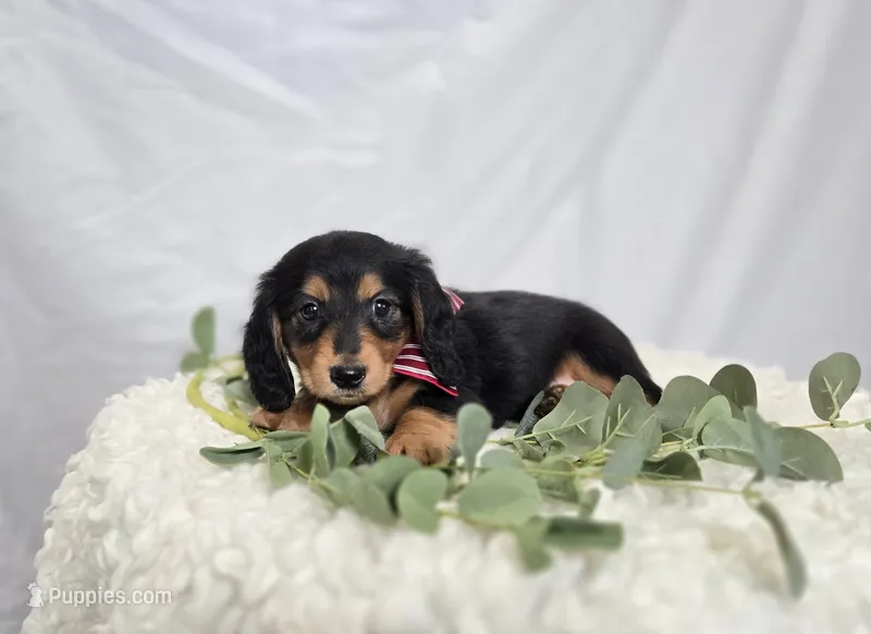 Albert – Miniature Dachshund puppy for sale in Interlaken, NY