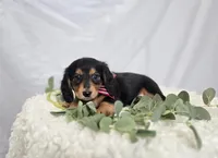 Albert, a male Miniature Dachshund for sale in Interlaken, NY – Photo 1 of 5