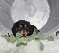 Albert, a male Miniature Dachshund for sale in Interlaken, NY – Photo 3 of 5