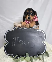 Albert, a male Miniature Dachshund for sale in Interlaken, NY – Photo 5 of 5