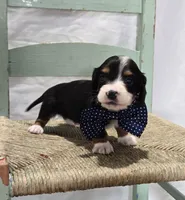 Bingo , a male Miniature Dachshund for sale in Interlaken, NY – 4 of 8