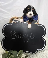 Bingo , a male Miniature Dachshund for sale in Interlaken, NY – 8 of 8