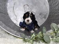Bingo , a male Miniature Dachshund for sale in Interlaken, NY – 3 of 8