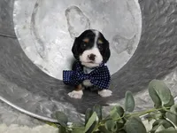 Bingo , a male Miniature Dachshund for sale in Interlaken, NY – 5 of 8