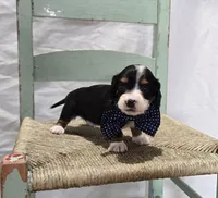 Bingo , a male Miniature Dachshund for sale in Interlaken, NY – 6 of 8
