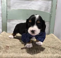 Bingo , a male Miniature Dachshund for sale in Interlaken, NY – 2 of 8