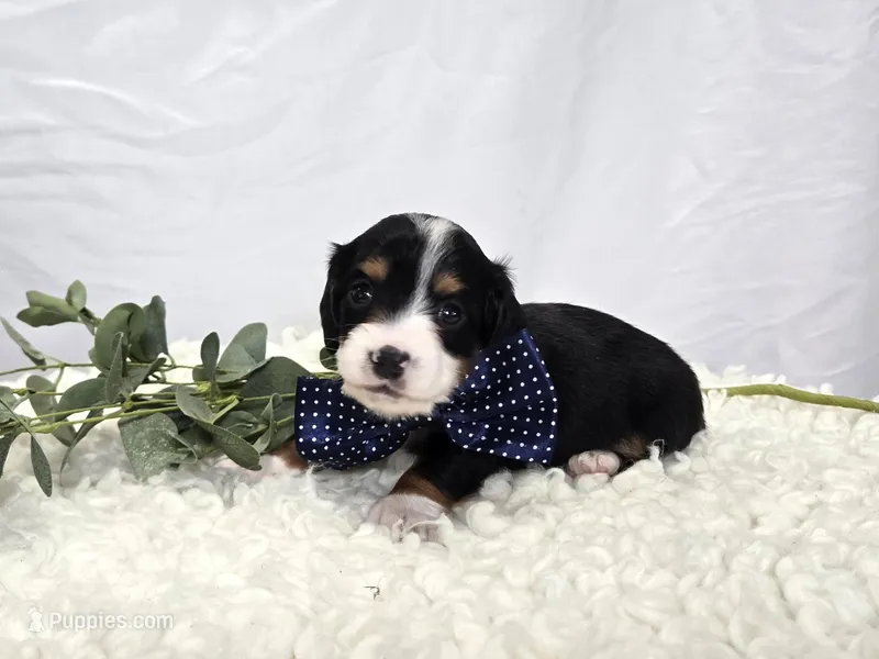 Bingo  – Miniature Dachshund puppy for sale in Interlaken, NY