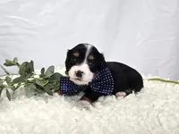 Bingo , a male Miniature Dachshund for sale in Interlaken, NY – 1 of 8