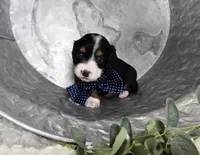 Bingo , a male Miniature Dachshund for sale in Interlaken, NY – 7 of 8