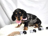 Crystal, a female Miniature Dachshund for sale in Interlaken, NY – Photo 3 of 5