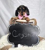 Crystal, a female Miniature Dachshund for sale in Interlaken, NY – Photo 5 of 5