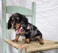 Crystal, a female Miniature Dachshund for sale in Interlaken, NY – Photo 2 of 5