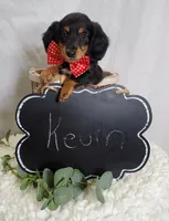Kevin, a male Miniature Dachshund for sale in Interlaken, NY – Photo 7 of 7