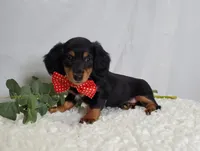 Kevin, a male Miniature Dachshund for sale in Interlaken, NY – Photo 4 of 7