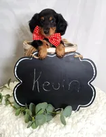 Kevin, a male Miniature Dachshund for sale in Interlaken, NY – Photo 3 of 7