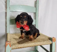 Kevin, a male Miniature Dachshund for sale in Interlaken, NY – Photo 2 of 7