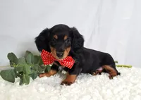 Kevin, a male Miniature Dachshund for sale in Interlaken, NY – Photo 1 of 7