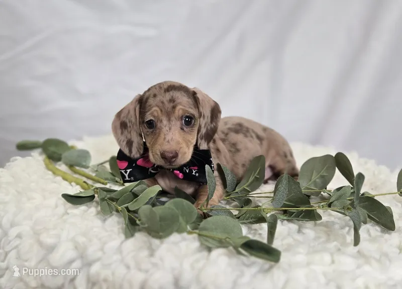Ashley – Miniature Dachshund puppy for sale in Interlaken, NY