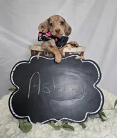 Ashley, a female Miniature Dachshund for sale in Interlaken, NY – Photo 6 of 6