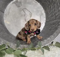 Ashley, a female Miniature Dachshund for sale in Interlaken, NY – Photo 3 of 6