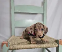 Ashley, a female Miniature Dachshund for sale in Interlaken, NY – Photo 5 of 6