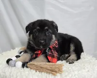 Rowdy, a male German Shepherd Dog for sale in Interlaken, NY – Photo 1 of 5