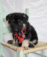 Rowdy, a male German Shepherd Dog for sale in Interlaken, NY – Photo 3 of 5