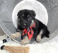 Rowdy, a male German Shepherd Dog for sale in Interlaken, NY – Photo 2 of 5