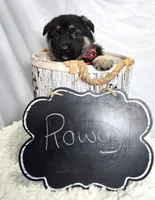 Rowdy, a male German Shepherd Dog for sale in Interlaken, NY – Photo 4 of 5